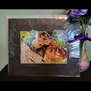 2/$13 White-Tailed Deer Fawn Photography Print with Black Matte Frame - 8x10